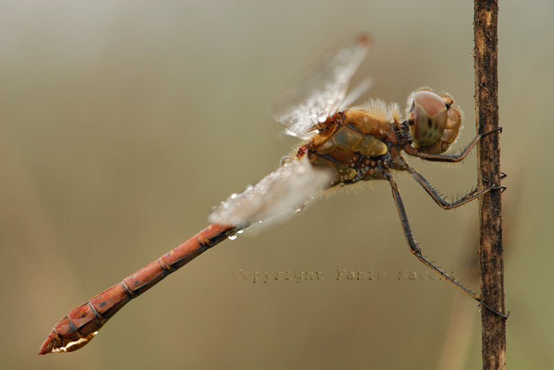 Sympetrum striolatum maschio